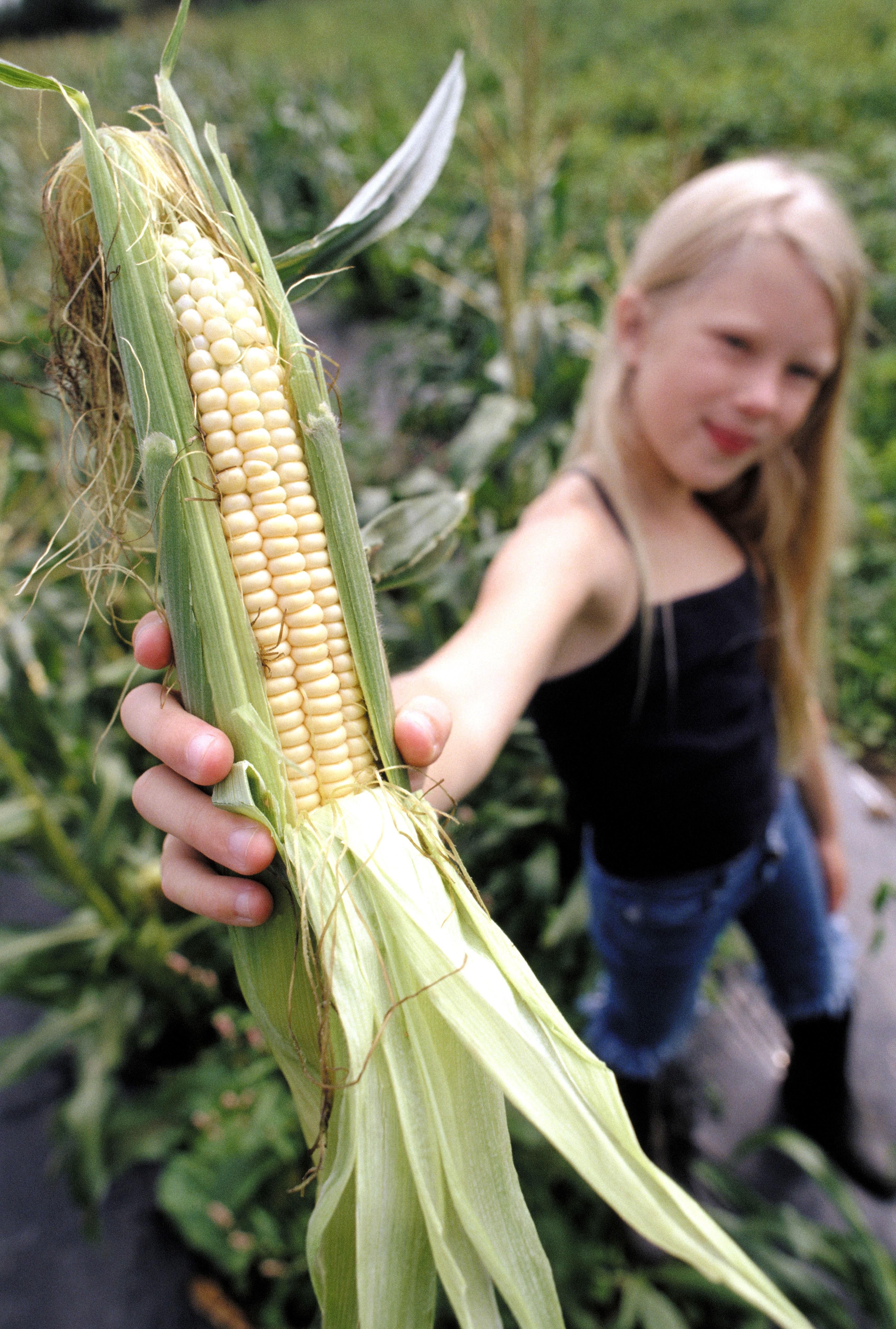 Как заработать на выращивании кукурузы?